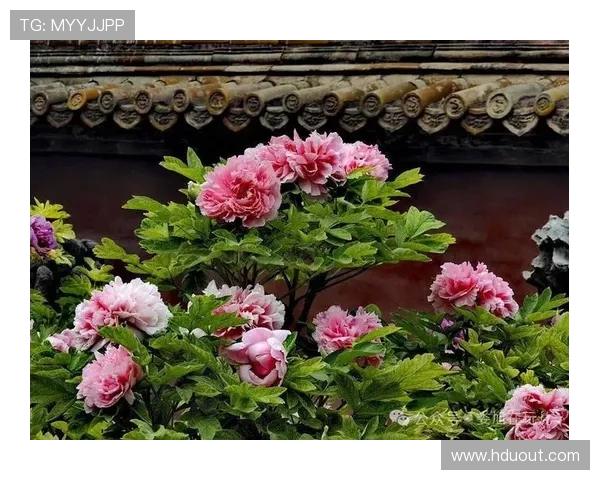 白粉交织樱杏牡丹客场新装